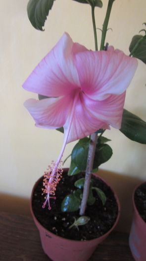 Dainty pink - Hibiscusi 2016