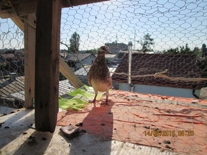 gata...am trecut  la grupa mare