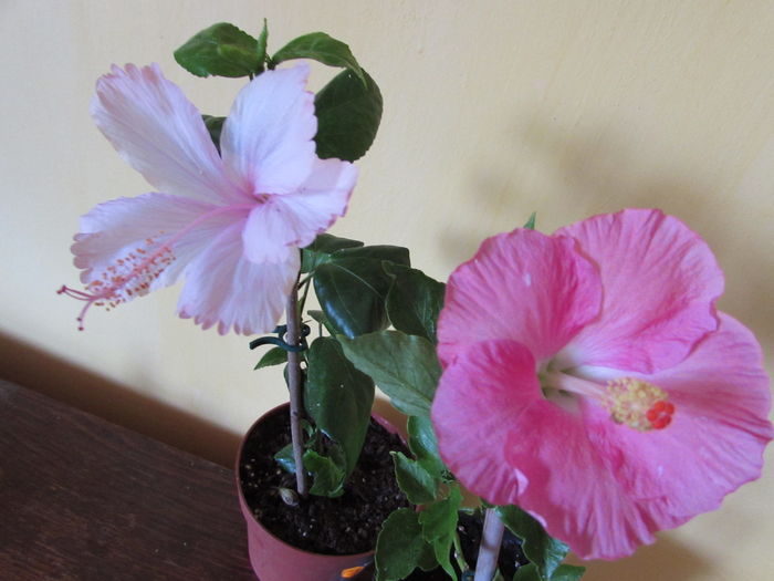 IMG_7396 - Hibiscusi 2016