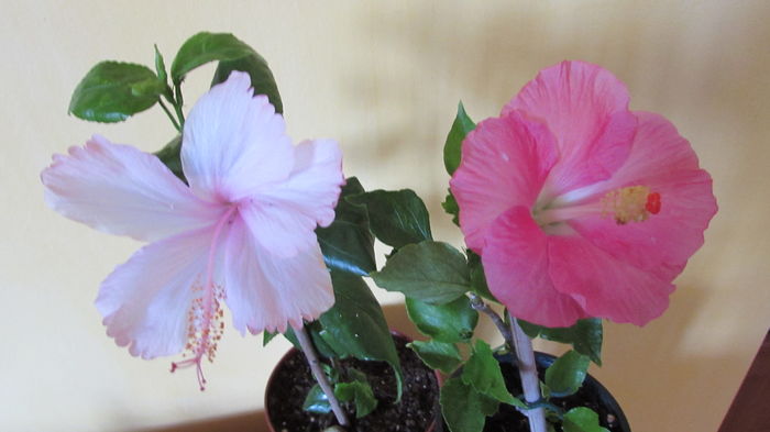 Dainty pink și Martinique - Hibiscusi 2016