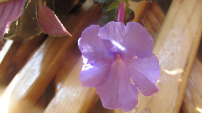 India - Achimenes