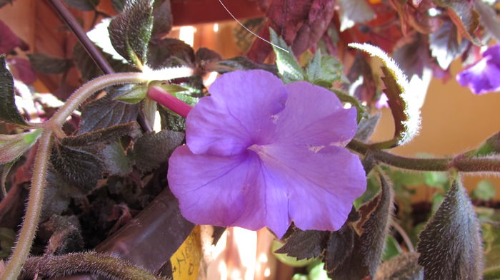 India - Achimenes