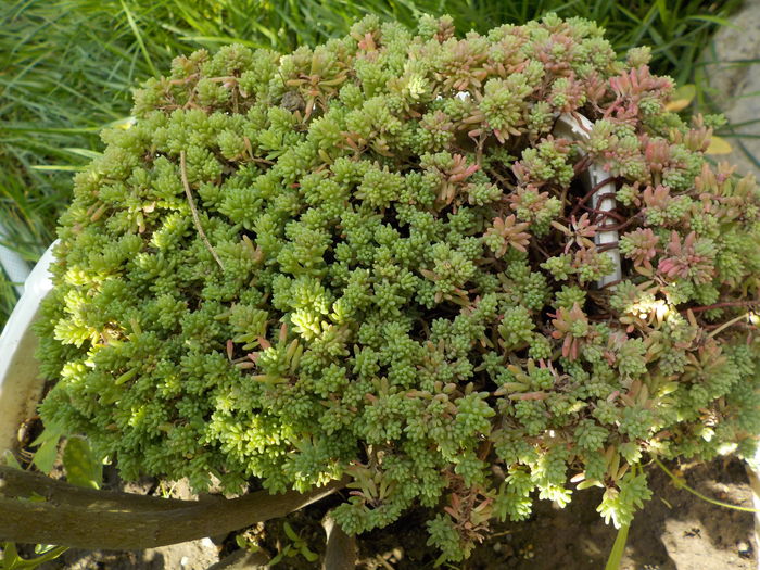 DSCN1342[1] - Genul Sedum