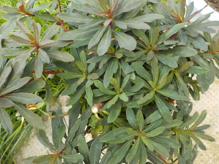 euphorbia purpurea-pierduta - Genul Euphorbia