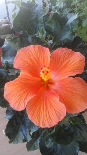 20160813_133147 - hibiscus portocaliu