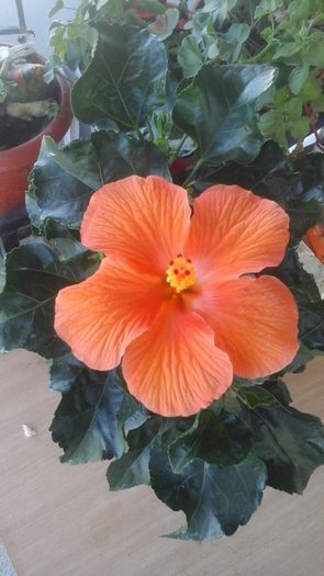 20160813_133131 - hibiscus portocaliu