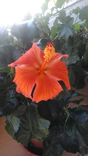 20160813_105721 - hibiscus portocaliu