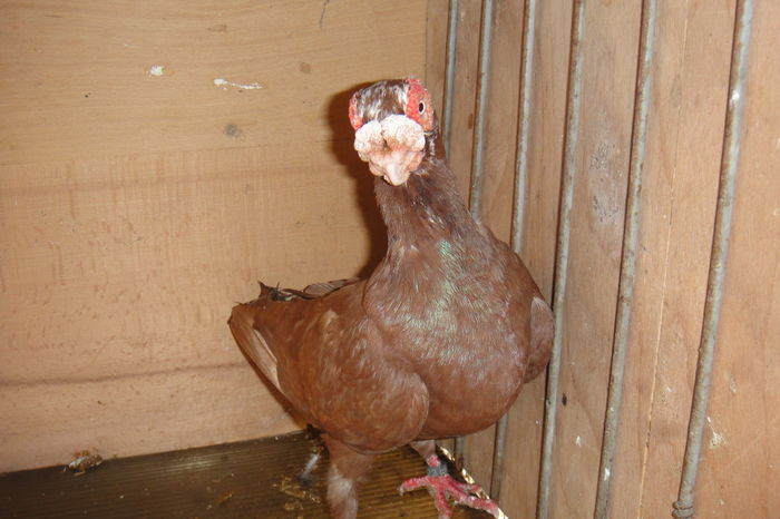 tot el - Indian german 2016