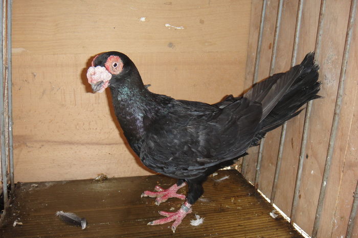 m 2014 - Indian englez si german