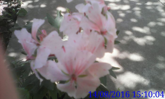 IMG_20160814_151004