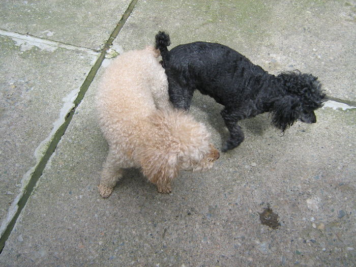 Muky si Bruno