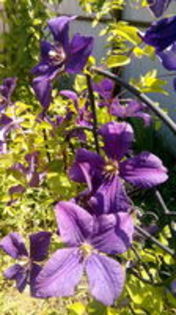 107143638_YGVTUUM3 - Clematis