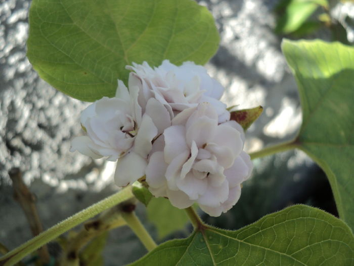 14 aug 2016,clero philippinum - VARA 2016