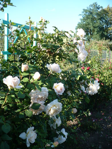 P1240427 - Crocus rose - al IV-lea an