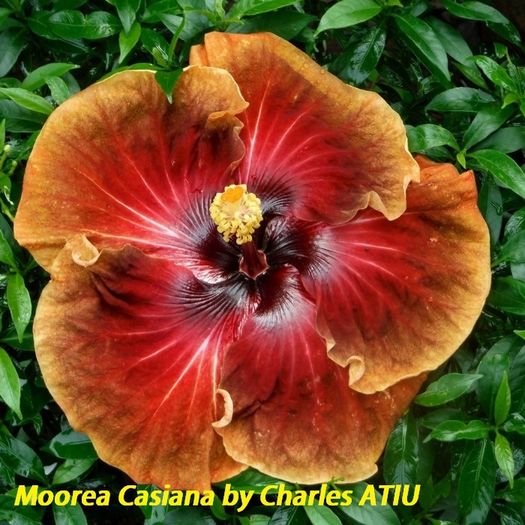 29 Moorea Casiana - SEminte HIBISCUS TROPICAL de MOOREA 2016 parinti