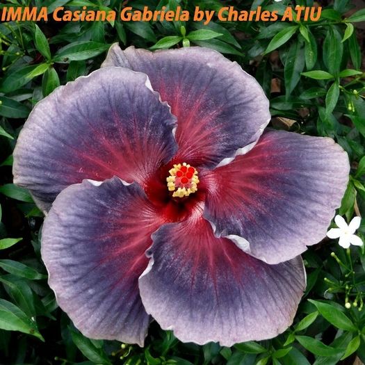 Casiana Gabriea - SEminte HIBISCUS TROPICAL de MOOREA 2016 parinti