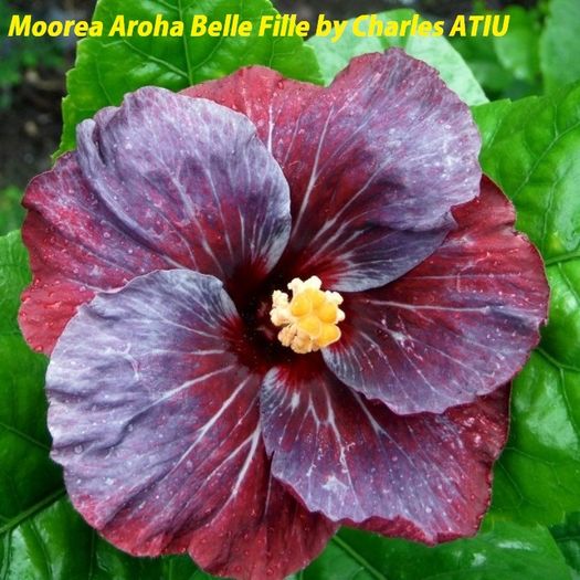 M. Aroha Belle Fille - SEminte HIBISCUS TROPICAL de MOOREA 2016 parinti