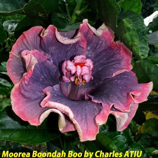 M.Boondah Boo - SEminte HIBISCUS TROPICAL de MOOREA 2016 parinti