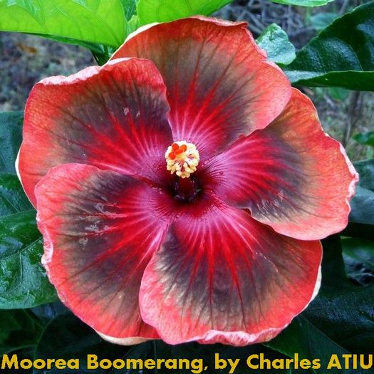 moorea boomerang