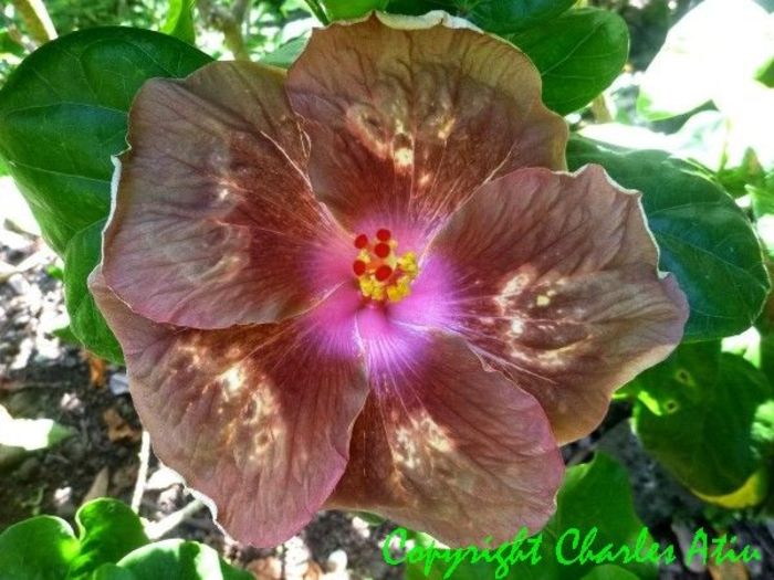 Moorea Felina - SEminte HIBISCUS TROPICAL de MOOREA 2016 parinti