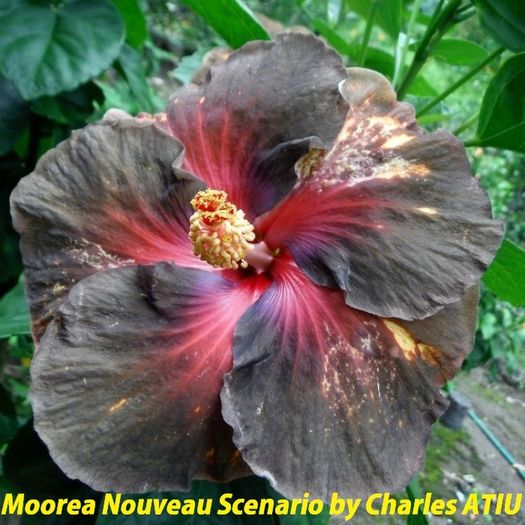 Moorea Nouveau Scenario - SEminte HIBISCUS TROPICAL de MOOREA 2016 parinti