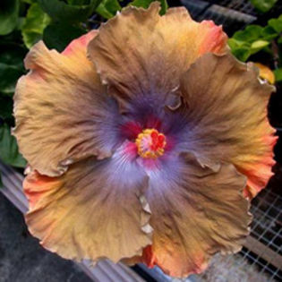 Moorea Silver Storm - SEminte HIBISCUS TROPICAL de MOOREA 2016 parinti