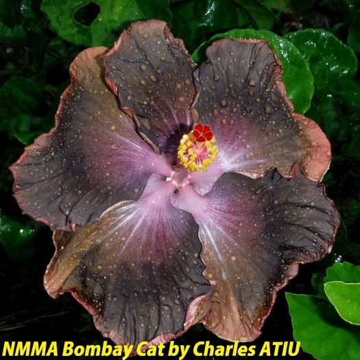 NMMA Bombay Cat - SEminte HIBISCUS TROPICAL de MOOREA 2016 parinti