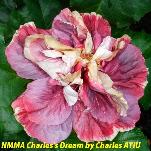 NMMA Charles's Dream