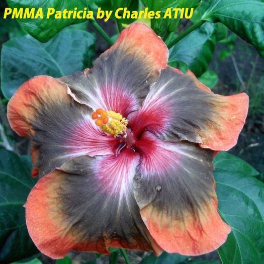 PMMA Patricia - SEminte HIBISCUS TROPICAL de MOOREA 2016 parinti