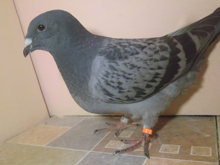VINDUTA