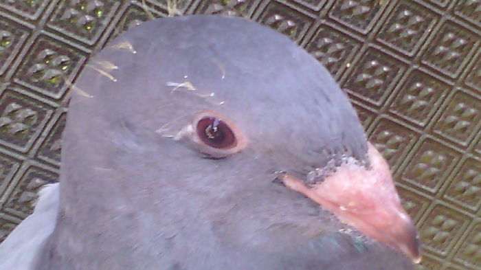Sunt nr 31