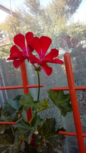  - Muscate si alte plante