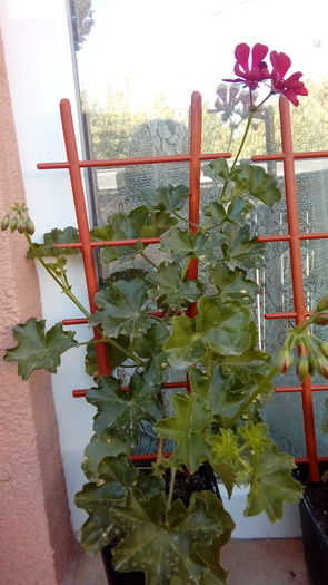  - Muscate si alte plante