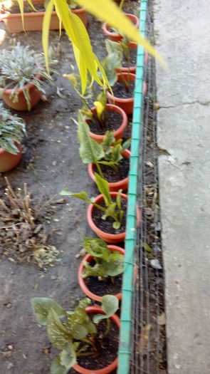 1471247783323-163094955 - Muscate si alte plante