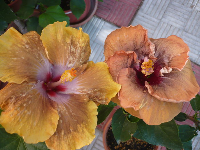 P1290152 - HIBISCUSI 2016-5