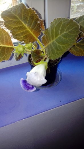  - Muscate si alte plante