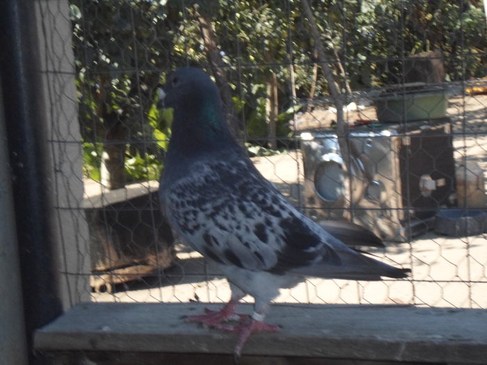 SAM_1475 - porumbei