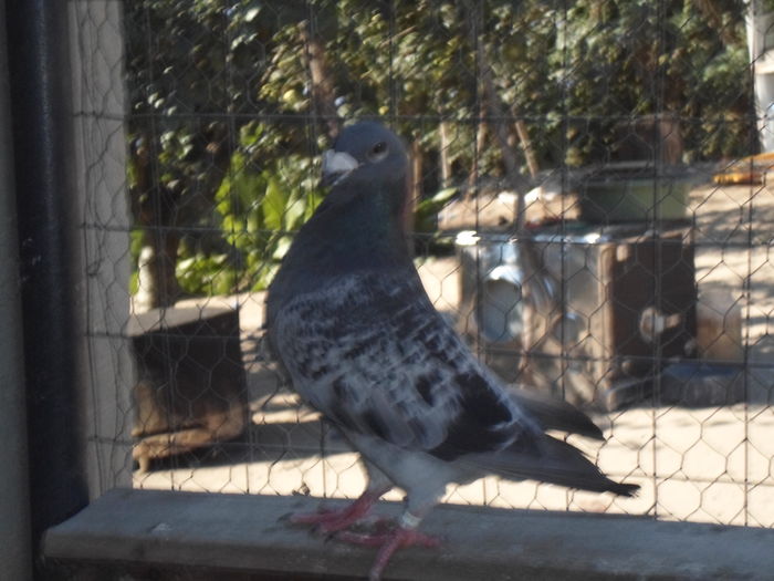 SAM_1476 - porumbei