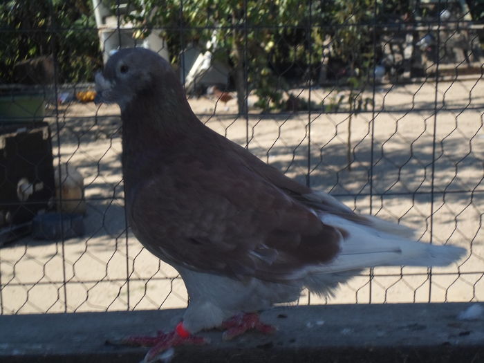 SAM_1505 - porumbei