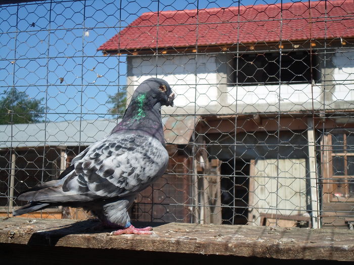 SAM_1564 - porumbei