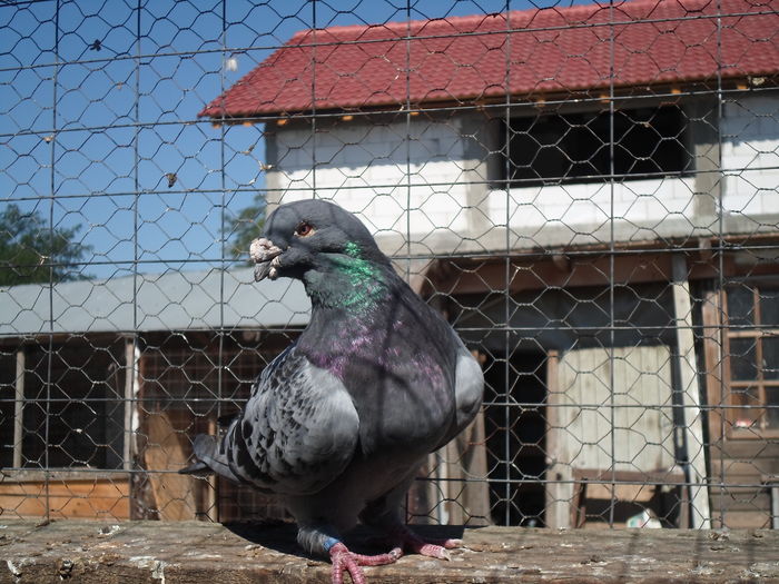 SAM_1566 - porumbei