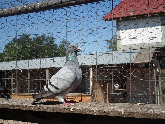 SAM_1569 - porumbei