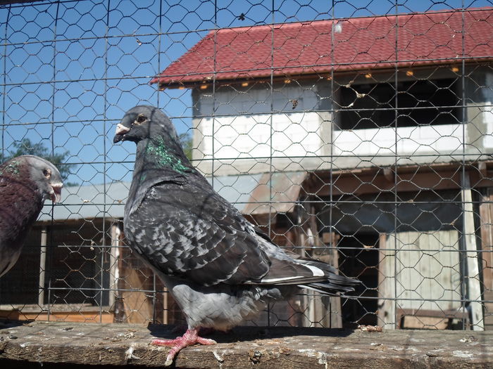 SAM_1574 - porumbei