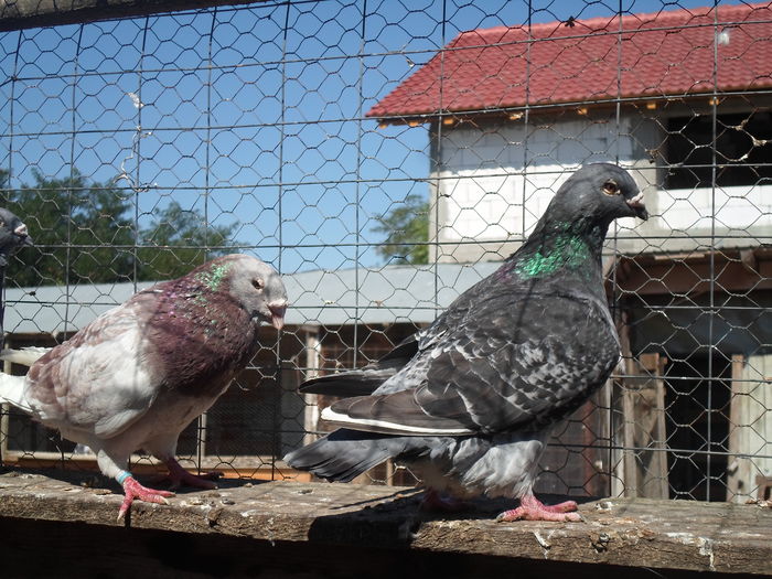 SAM_1575 - porumbei