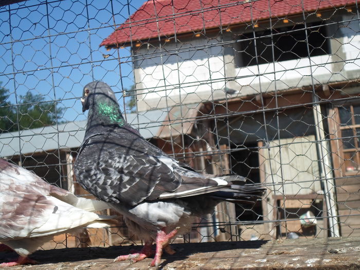 SAM_1581 - porumbei