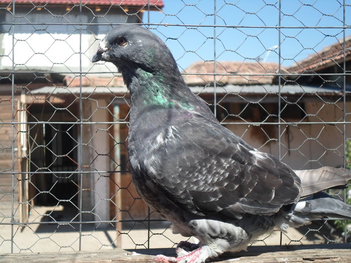 SAM_1587 - porumbei