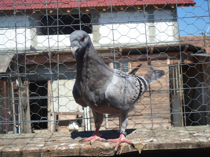 SAM_1596 - porumbei