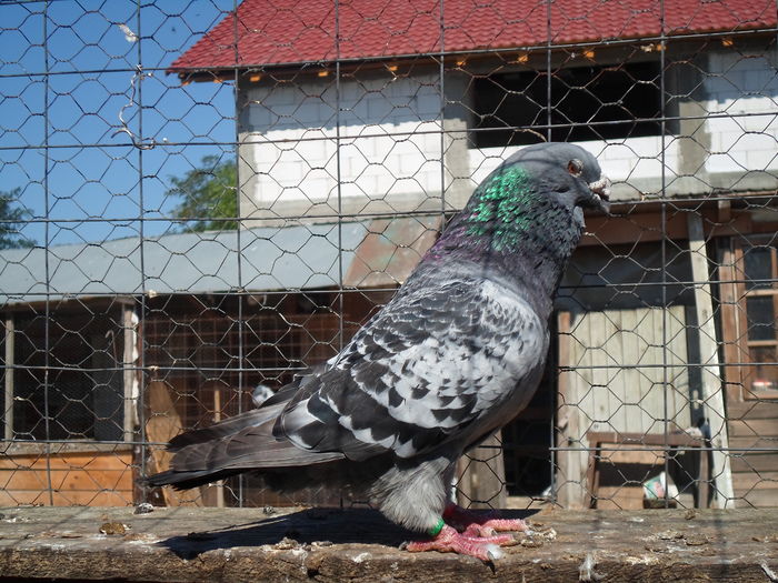 SAM_1602 - porumbei