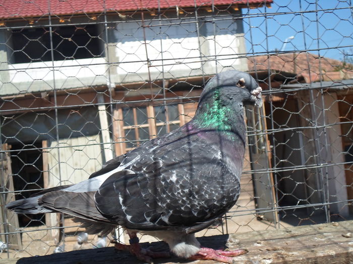 SAM_1620 - porumbei