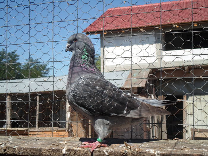 SAM_1626 - porumbei